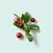 Photo of Lingonberry 