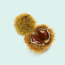 Photo of Sweet chestnut
